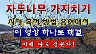 [텃밭농부 1,783]  자두나무 가지치기의 모든 것. 이 영상 하나면 충분하다 .나도 이제 전문가 #자두재…