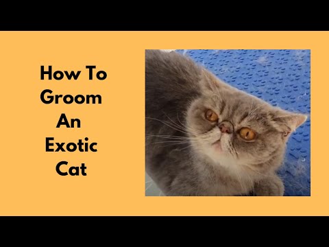Grooming An Exotic Cat