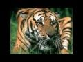Animali Selvatici Lupi Tigri Ghepardi HD