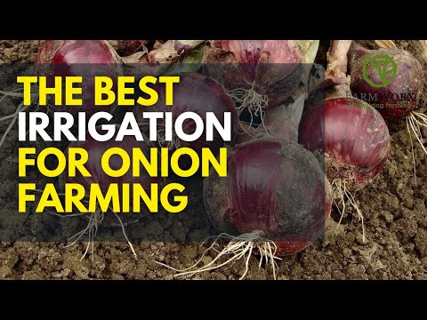 Bulb Onions Farming In Kenya Best Onion Fertilization Schedule 2025