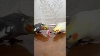 Sevgililer Gününde  kriz! Gülibik Kızgın, Mecnun Çaresiz #love #sevgililergünü