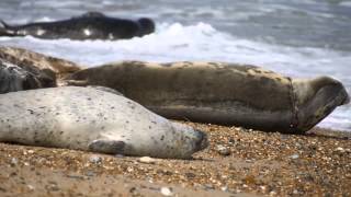 preview picture of video 'Grey Seals at Horsey'