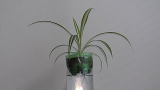 Spider Plant aquarium gardening