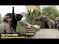 Top 12 INCREDIBLE Wild Elephant Encounters