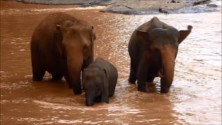preview picture of video 'Pinnawala Elephant Orphanage - sierociniec dla słoni'