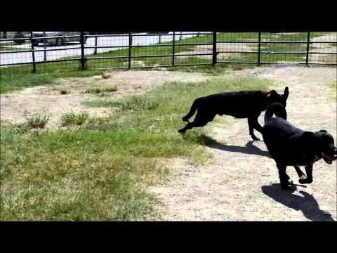Kanga and Narciso - Adopted dogs at Collin County Animal Services