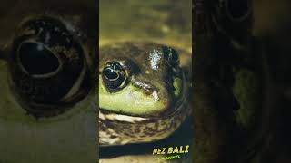 Download lagu Suara Kodok mp3 Download lagu Suara Kodok mp3