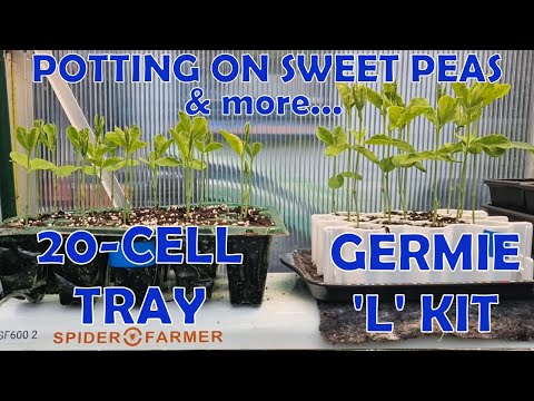 Potting On Sweet Peas, Spraying Seed Spuds With Rootiliser and More