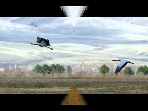 Tēva nams - Dzērves (A.Jasjukevičs/ Ilze Zaķe)