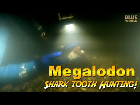 Megalodon Shark Tooth Diving! (Dark and scary!)