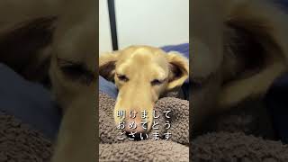#shorts あけましておめでとうございます。 #犬のいる暮らし #カニンヘンダックス #dachshund #ミニチュアダックス #古民家暮らし #正月