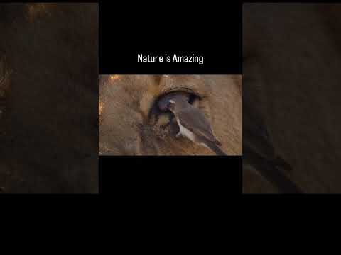 The helpful bird #nature #nationalgeographic #wildanimals #shorts