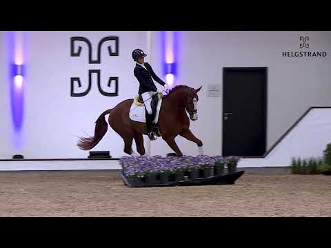 Zoom In von Zoom / Waterford - hengst geboren 2018 (GER)