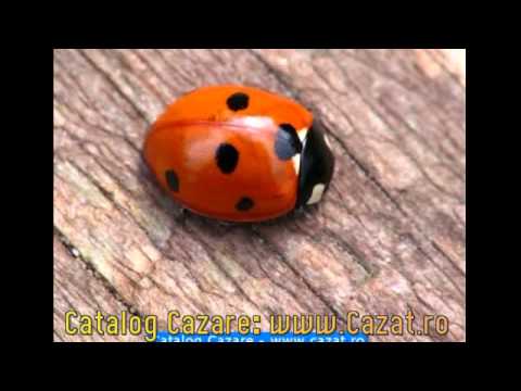 Cazare Bradeni, Sibiu - Cazat.ro