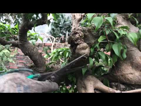 Cây sanh bonsai trực huyền ôm đá thấm thuỷ được nghệ nhân Hùng Nông Dân tạo tác / YÊU CÂY