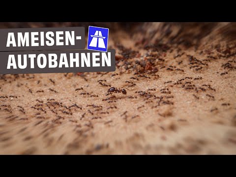 Carebara diversa build ant highways