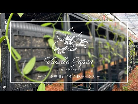 園芸 バニラの木(バニラ)