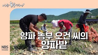 [나는농부다 308회] 양파 농부 오건 씨의 양파밭