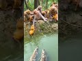 The Confusing Behavior Of Animals All Animals Are Created Equal Wonderful Animals