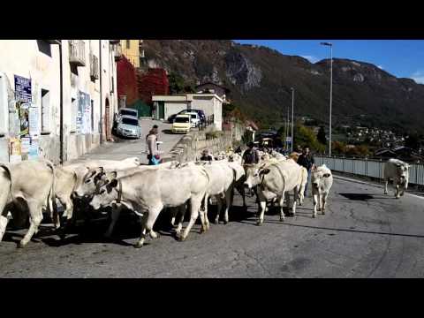 3^Pte. LA TRANSUMANZA : FIERA DI S  LUCA A DEMONTE (CN) 11 - 10  -  2015.