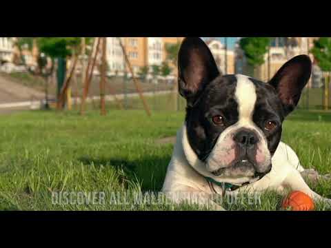 Discover Living In Malden