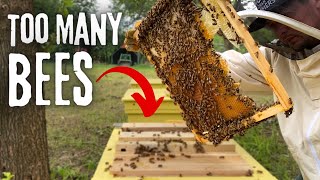 Turning ONE beehive into TWO. Will it work?