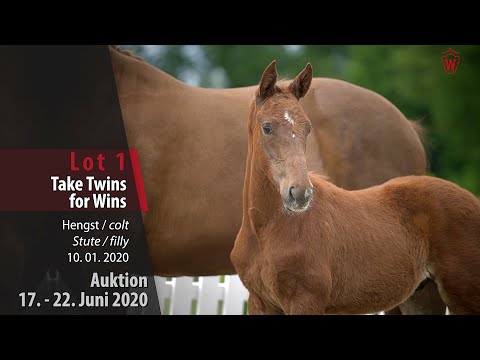 01 Take Twins for Wins Hengst und Stute v. Vivaldos -  Brentano II