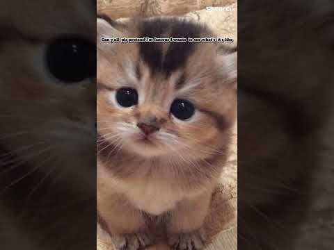 just pretend!! #aksacat #cats