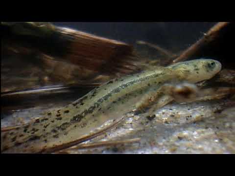 Arthropods - Dragonfly Larva Hunts Newt