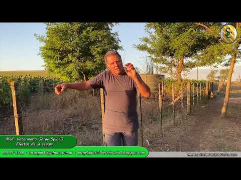 Med. Veterinario Jorge Spinelli - Efectos de la Sequía