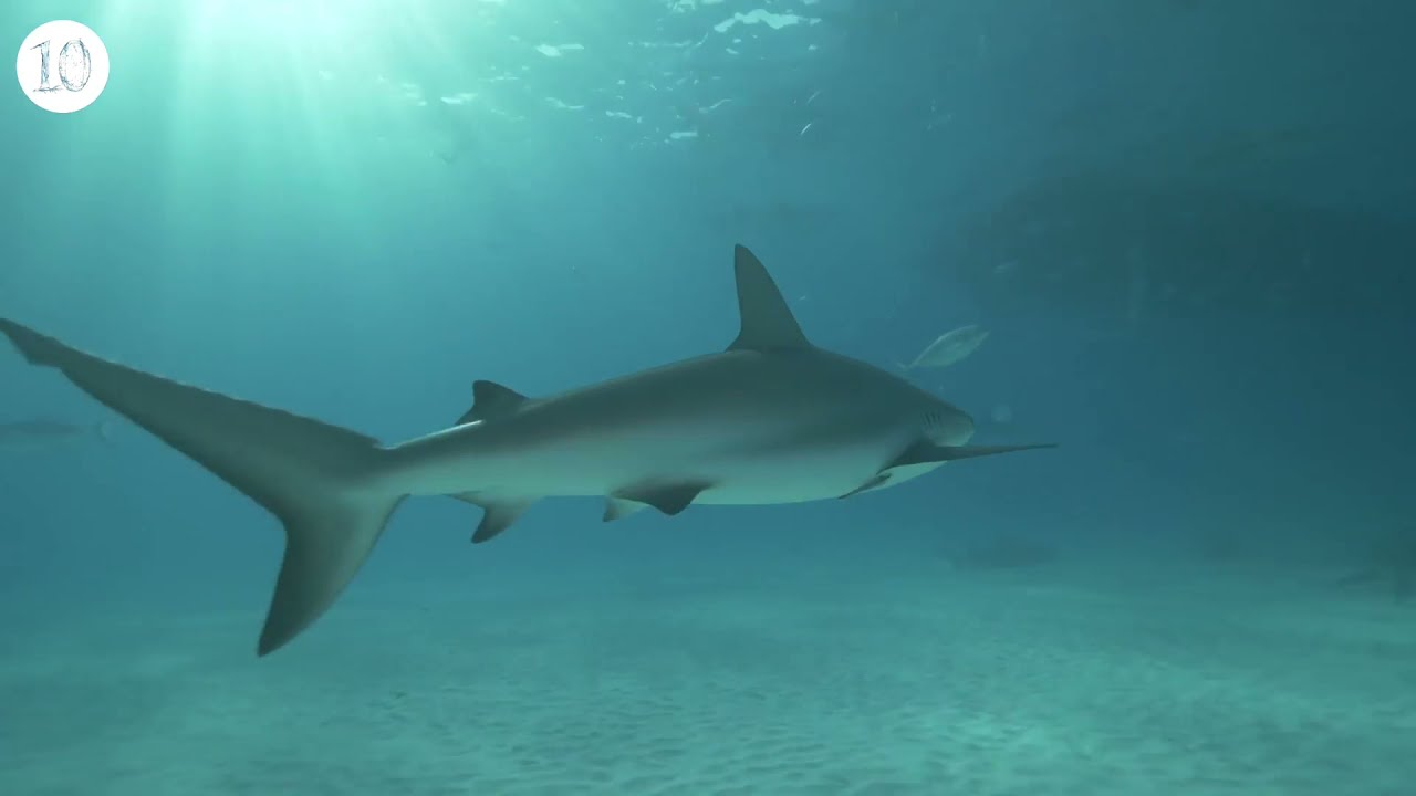 Shark Stewards: Saving Sharks and Protecting Marine Habitat