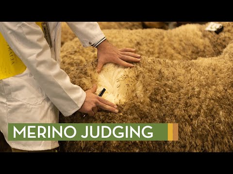 , title : 'Merino Sheep Young Judging'
