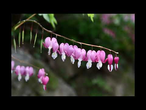 Shy Rose -  I Cry For You