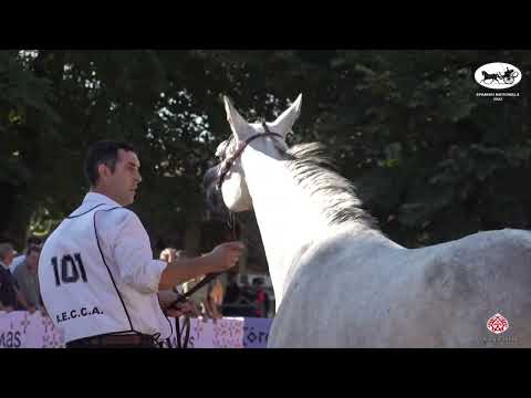 AECCA 2022   Mares 7+ Years Old Class 5