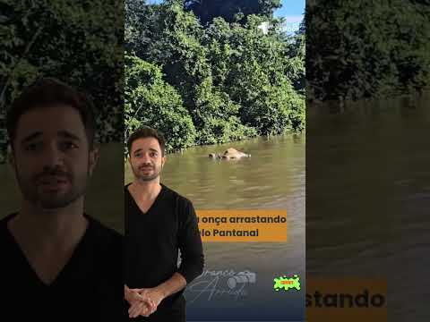 Onça pintada arrasta boi em rio do Pantanal