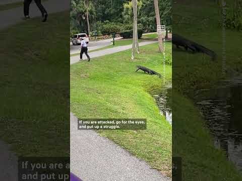 What to Do If an Alligator Chases You