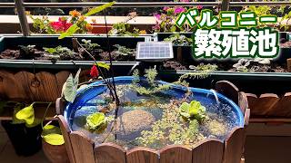 ベランダに養殖池を作る/子持ち熱帯魚にが安心子育て出来るように野外アクアリウムセットアップ
