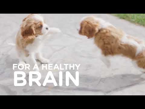 Hill's Science Diet Puppy Food