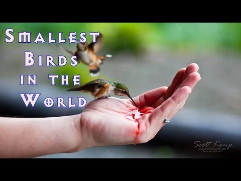 Top 10 Smallest Birds in the World | Dimension and Size