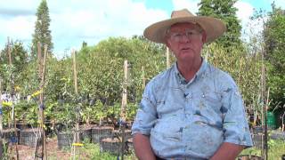 How to Grow Plum Trees