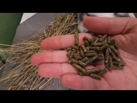 Feeding Your Rabbits - Pellets and Hay | Essential Rabbit Nutrition Guide