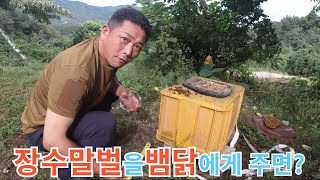 장수말벌을 뱀닭에게 주면?