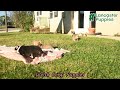 Welsh Corgi Pembroke dogs for sale: Slater - Video 1