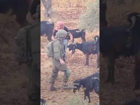 Israeli settlers abuse and reportedly poison goats in Palestinian village | AJ #Shorts