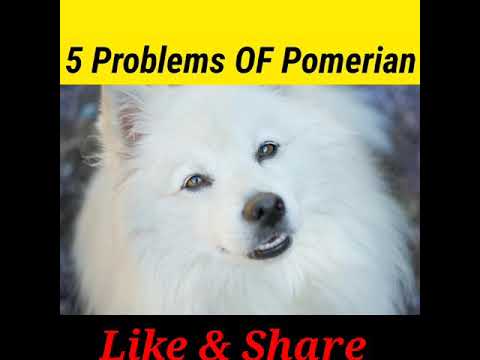 5 PROBLEMS OF POMERIAN #shorts #pomeranian #dogsbiography