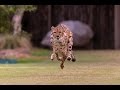 Cheetah Puppy Pal Run Together