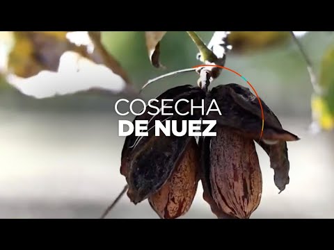 México de Mil Colores: ¿Cómo se cosecha la nuez?