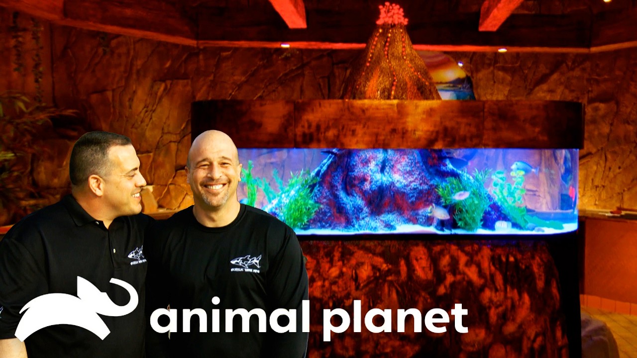 Tanks that are Doing A LOT! | Tanked | Animal Planet