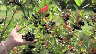 Aronia - A Hardy Superfruit | The Wisconsin Gardener