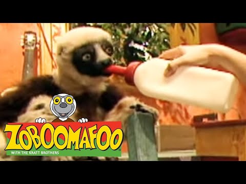 🐒 Zoboomafoo 🐒 122 | Pets - Full Episode | Kids TV Shows